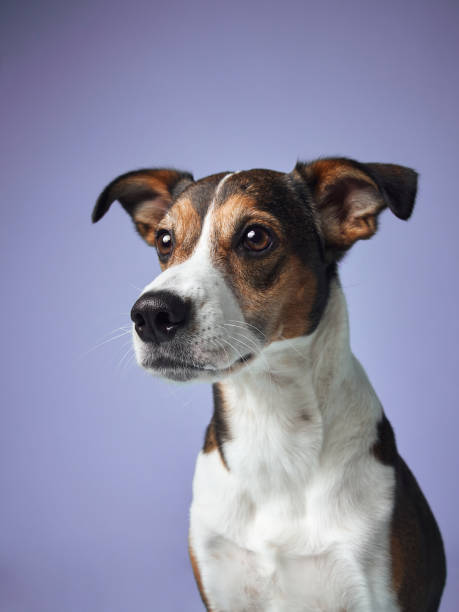 istock Attentive mixed-breed dog gazes away, Studio capture. 2065228123