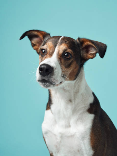 istock A poised mixed-breed dog poses against a soft blue backdrop 2065228124