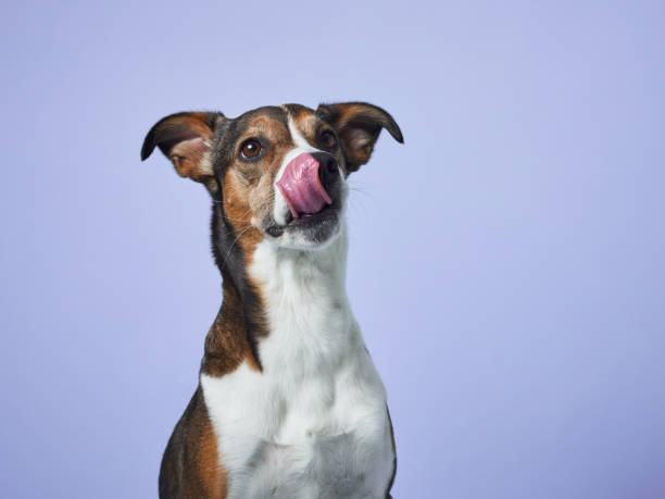 istock A poised mixed-breed dog poses against a soft blue backdrop 2065228232