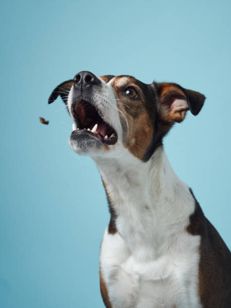 istock Eager Dog Attempting to Catch Treat, Blue Backdrop 2065228302