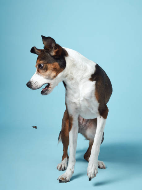 istock Eager Dog Attempting to Catch Treat, Blue Backdrop 2065228638