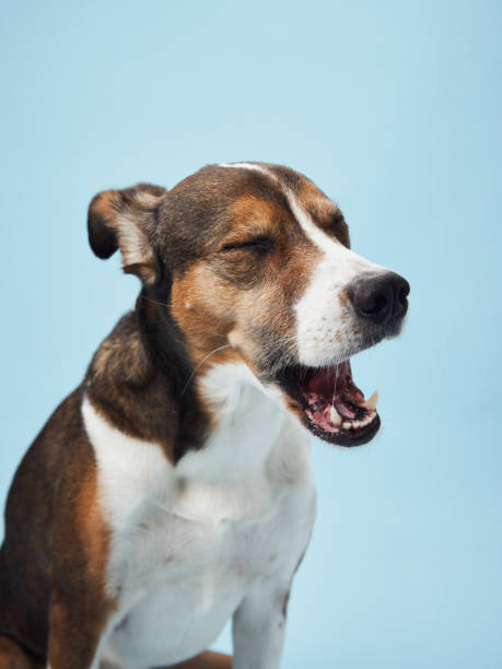 istock A mixed breed dog looks intently, ears perked, in a studio setting 2065228639