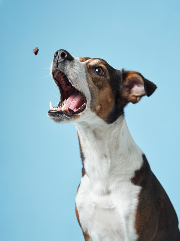 A spirited mixed breed dog leaps up, its eyes and mouth wide open in anticipation of a treat against a serene blue studio setting