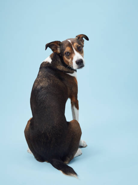 trójkolorowa sierść psa i sterczące uszy pomalowane w miękkim oświetleniu studyjnym - czworonogi zdjęcia i obrazy z banku zdjęć