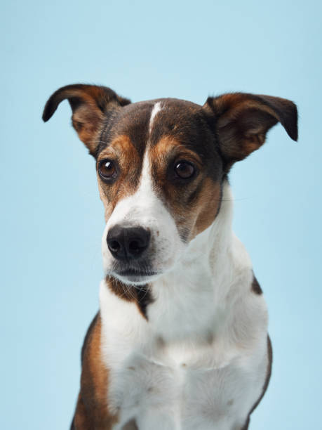 istock A poised mixed-breed dog poses against a soft blue backdrop 2065228643