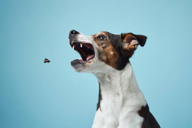istock Eager Dog Attempting to Catch Treat, Blue Backdrop 2065228645