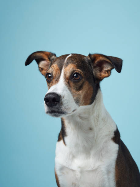 istock A poised mixed-breed dog poses against a soft blue backdrop 2065228646