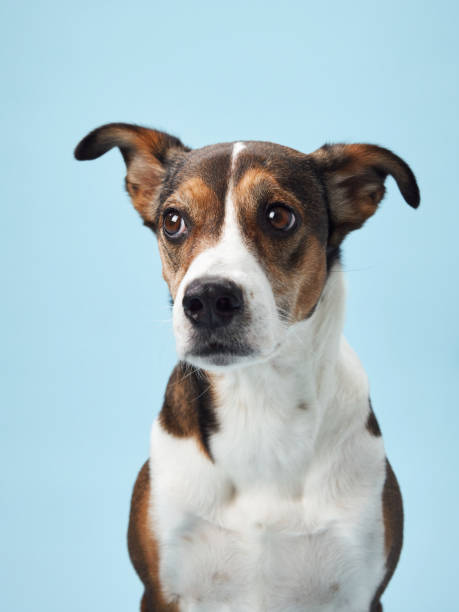 istock A poised mixed-breed dog poses against a soft blue backdrop 2065228647