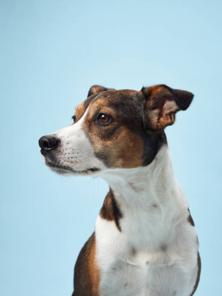 istock A poised mixed-breed dog poses against a soft blue backdrop 2065228648