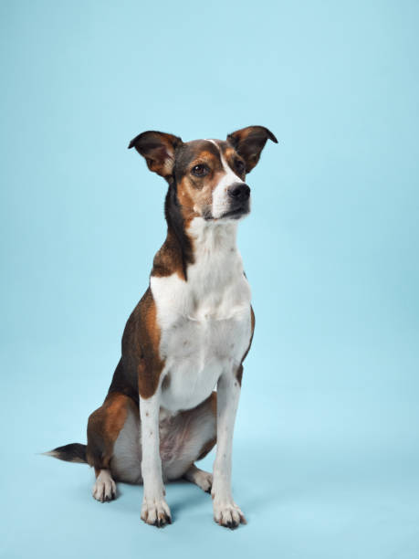 istock A poised mixed-breed dog poses against a soft blue backdrop 2065228651