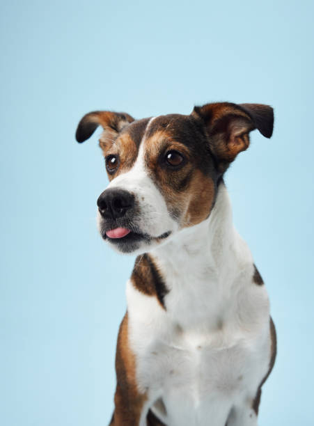 istock A poised mixed-breed dog poses against a soft blue backdrop 2065228654
