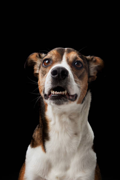 istock Portrait of dog a studio shot against a black background 2065228657
