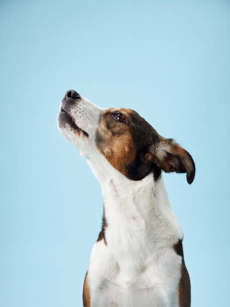 istock A poised mixed-breed dog poses against a soft blue backdrop 2065228658