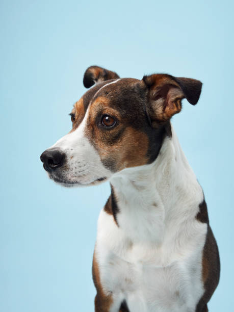 istock A poised mixed-breed dog poses against a soft blue backdrop 2065228667