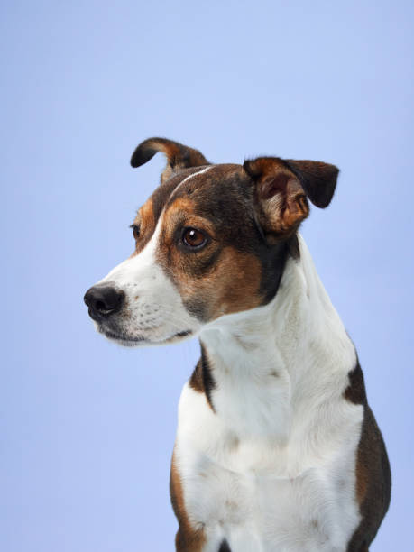 istock Attentive mixed-breed dog gazes away, Studio capture. 2065231386
