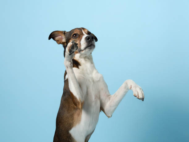 istock Trained mixed-breed dog poses, Studio shot on blue 2065231920