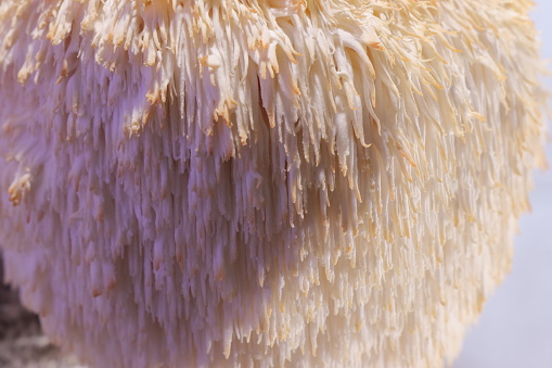 Hericium erinaceus (also called lion's mane mushroom, mountain-priest mushroom, bearded tooth fungus, and bearded hedgehog)