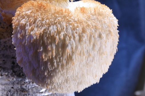 Hericium erinaceus (also called lion's mane mushroom, mountain-priest mushroom, bearded tooth fungus, and bearded hedgehog)