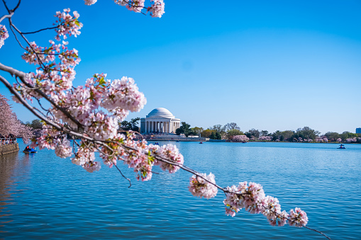 Cherry Blossom branch in DC