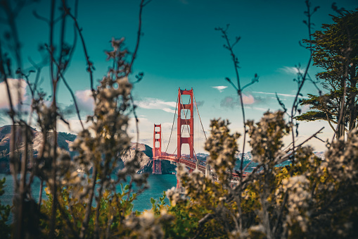 A peek through nature sight of Golden Gate Bridge