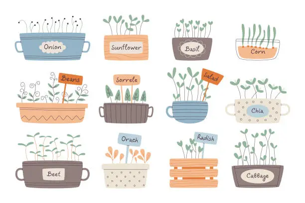 Vector illustration of Different organic micro greens seedling and sprouted grains in pot set vector illustration