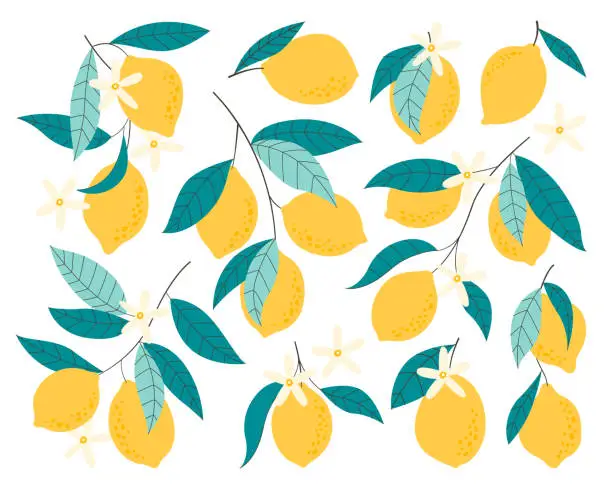 Vector illustration of Yellow lemon ripe fruits on branches with green leaves and blooming flower vector illustration