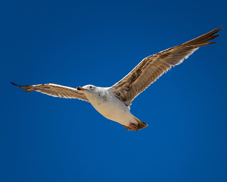 A majestic seagull soars over the ocean in a clear blue sky