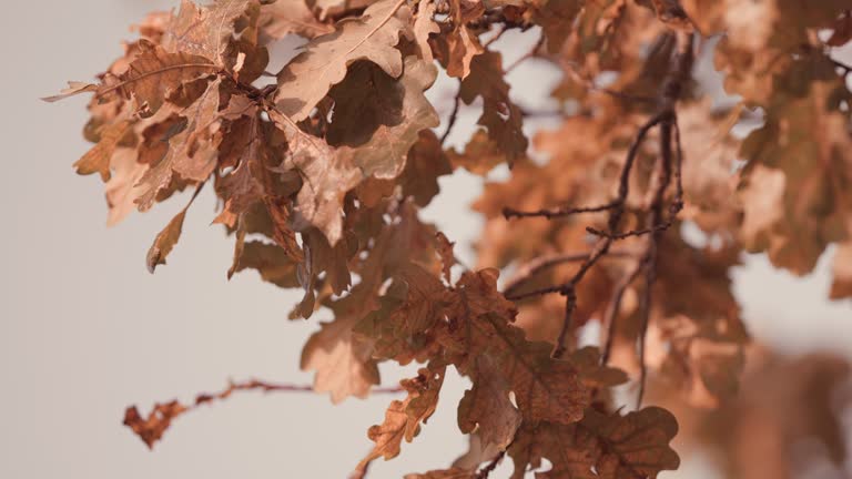 Orange Autumn Oak Leaves On A Tree. Autumn Oak Leaves, Shallow Focus. Oak Grove. Warm Sunny Day.