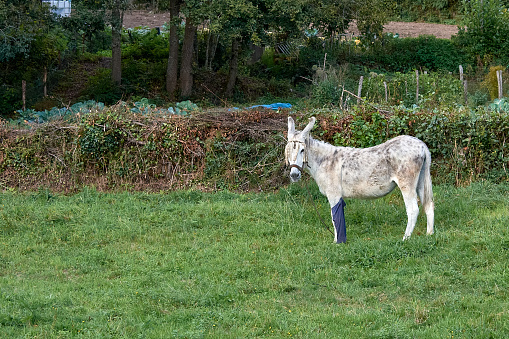 A white donkey stops grazing to look at the camera and has a blue protector on its front leg