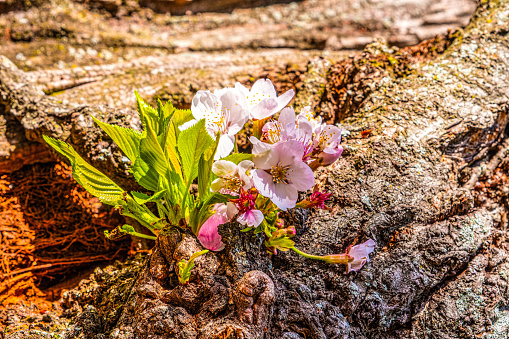 Growth of cherry blossoms blooming from tree trunk