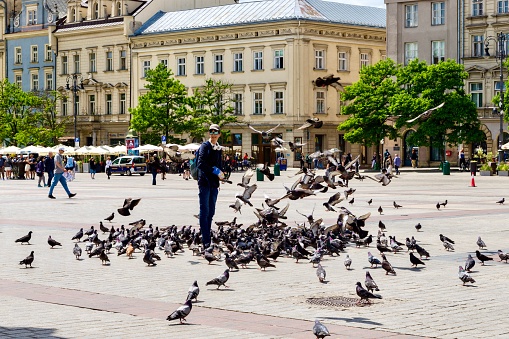 Krakow.Poland - June 12. 2023: There are always a lot of pigeons in the main square of the city.