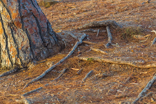 The roots of the pine protrude from the ground next to the trunk. The ground is strewn with dry needles, weathering of the land cover, soil erosion, change in fertility.