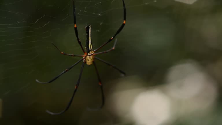 The Golden Orb Spider