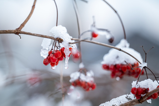 frosty red berries