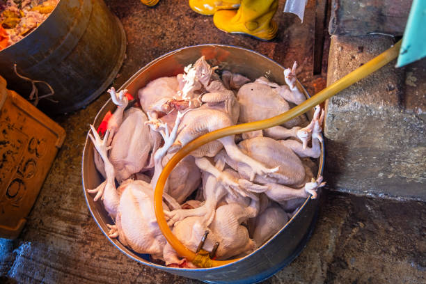 Fresh slaughtered chicken put up for sale in cold water at a market stall in the central Chow Kit market in the center of the Malaysian capital Kuala Lumpur