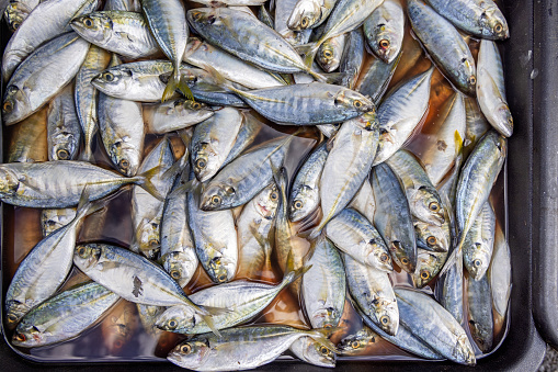 Yellowtail scads, Atule mate, put up for sale at a market stall in the central Chow Kit market in the center of the Malaysian capital Kuala Lumpur