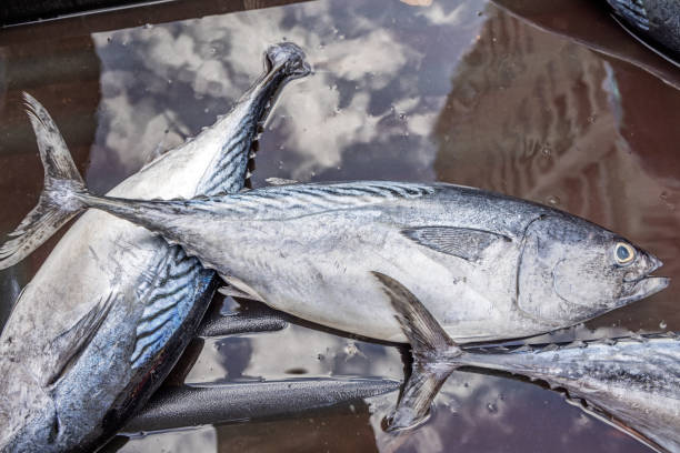 Fresh tuna fish put up for sale at a market stall in the central Chow Kit market in the center of the Malaysian capital Kuala Lumpur