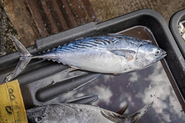 Fresh tuna fish put up for sale at a market stall in the central Chow Kit market in the center of the Malaysian capital Kuala Lumpur