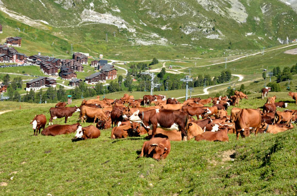 Cows grazing in the French Alps