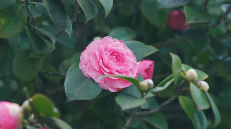 Pink Camellia With Foliage. Spring Roses. Blooming Double Pink Camelia Flowers.