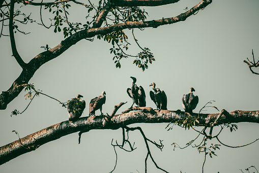 A group of vultures perched on a tree branch in Chitwan National Park, Nepal. Locally known as the 'Vulture Restaurant', this spot provides food for these birds