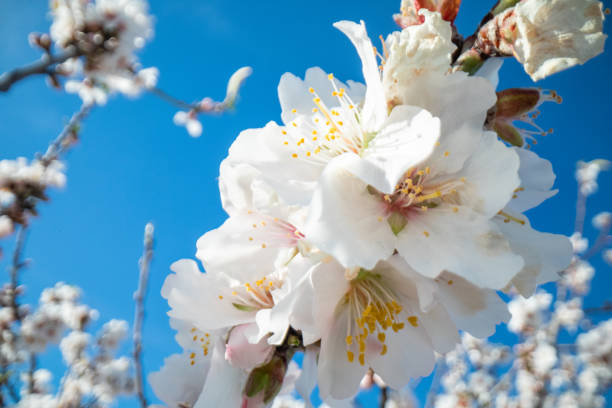 istock The White Flowers On The Spring Grass 2065303544