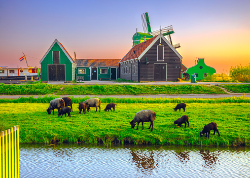 A traditional Dutch windmill stands tall amidst lush green farms, while sheeps, cows, and lambs peacefully graze on the fresh morning grass. The serene ambiance of the countryside is enhanced by the soft hues of dawn, casting a warm glow over the charming scenery. This idyllic view encapsulates the timeless charm of Zaanse Schans village, inviting viewers to immerse themselves in its peaceful allure in Nord Holland, Netherlands