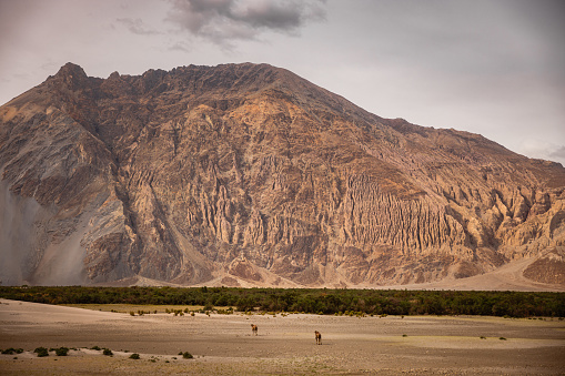 Double humped Camels in Sand dunes of Nubra Valley surrounded by mountain peaks of the greater Himalayas