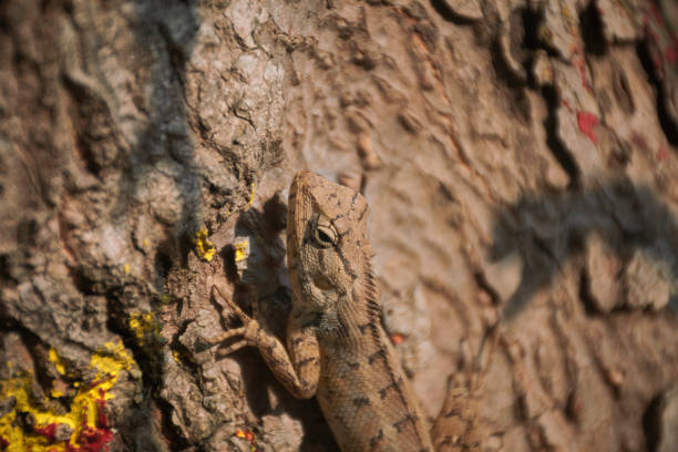 closeup of an Indian garden lizard (Calotes versicolor, 'girgit' in hindi)) waiting for prey amidst tree branches. They can change colours, which makes them camouflage well in its surroundings. Photot taken in Simultala, Bihar.