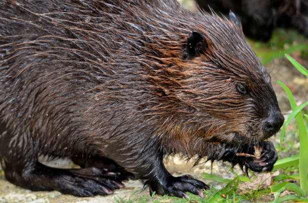 istock Closeup North American Beaver eating vegetable 2065309560