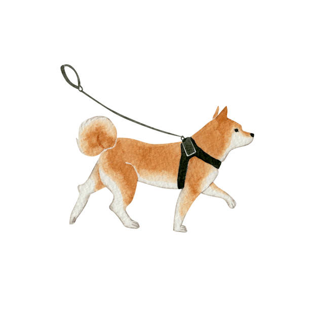 istock Watercolor illustration of a Shiba Inu walking on a leash 2065311698
