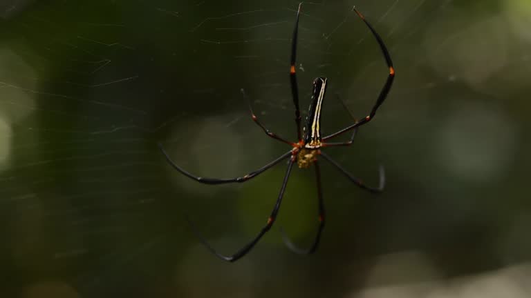 The Golden Orb Spider