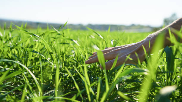 istock Hand Touching The Healthy Green Wheat On A Sunny Day 2065320675