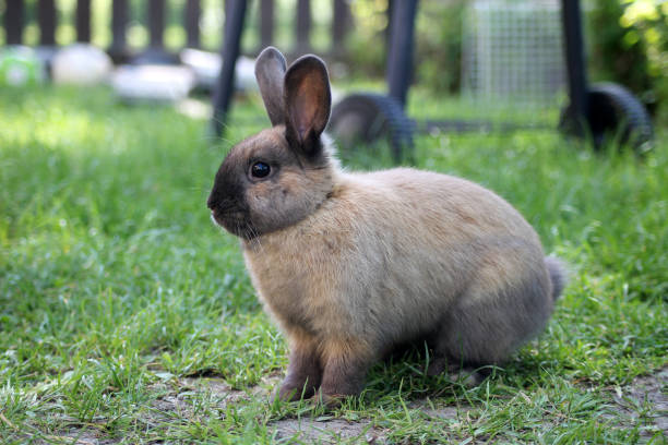 istock A cute fluffy bunny out in the grass 2065325035